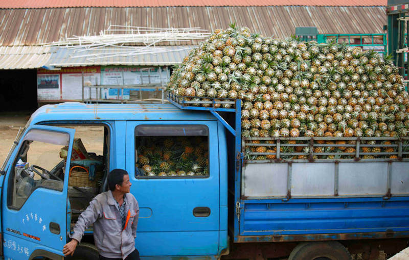 Un camión cargado de piñas listo para salir de Qujie, condado de Xuwen en Zhanjiang, provincia de Guangdong. [Foto: Zheng Erqi/ China Daily]