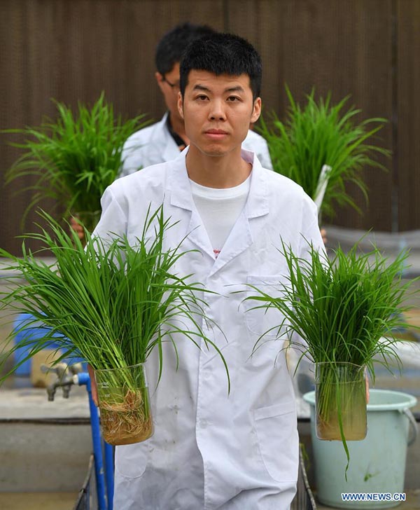 Los investigadores trasladan plántulas de arroz desarrolladas a partir de semillas de arroz desarrolladas a partir de semillas que en el pasado hicieron un viaje de ida y vuelta a la Luna a bordo de la sonda Chang'e 5, en un campo experimental de la Universidad Agrícola del Sur de China en Zengcheng, Guangzhou, capital de la provincia china de Guangdong.