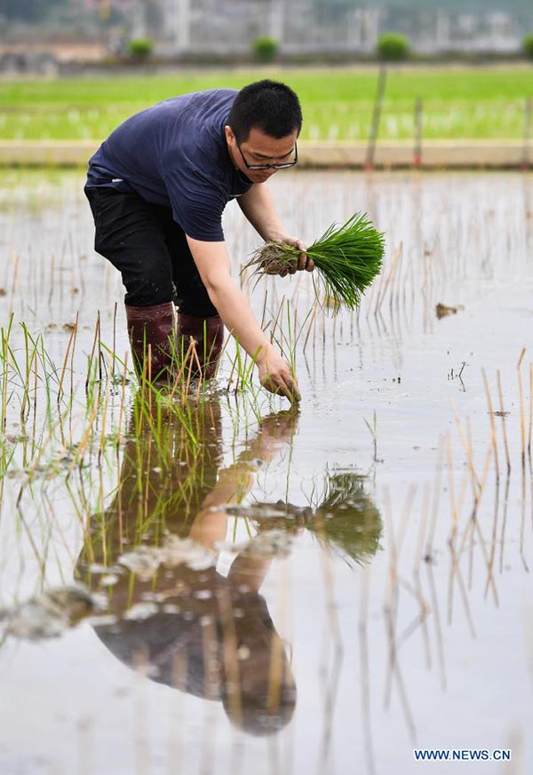 Foto del 29 de marzo de 2021 muestra a un investigador trasplantando plántulas de arroz desarrolladas a partir de semillas que en el pasado hicieron un viaje de ida y vuelta a la Luna a bordo de la sonda Chang'e 5, en un campo experimental de la Universidad Agrícola del Sur de China en Zengcheng, Guangzhou, capital de la provincia china de Guangdong.