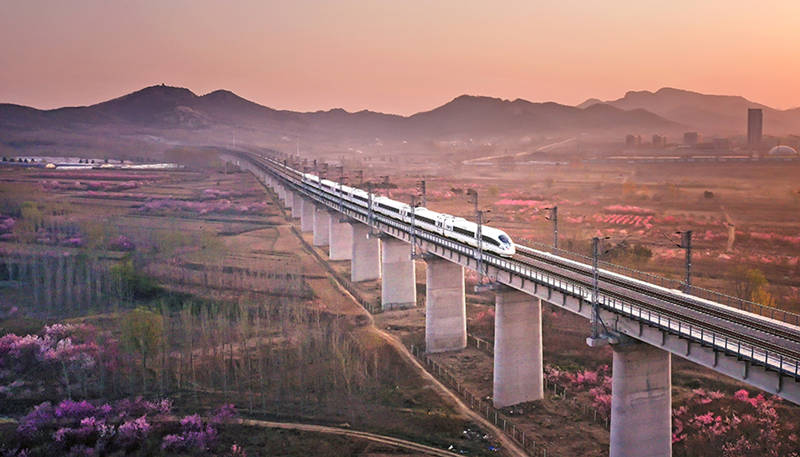 Un tren de alta velocidad pasa por campos de flores en una sección de la vía férrea Qingdao-Yancheng. [Lyv Hengwei / Para chinadaily.com.cn]
