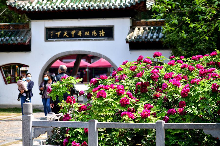 Debido a ser capital imperial durante 13 dinastías, hoy Luoyang exhibe las mejores peonías del país. 