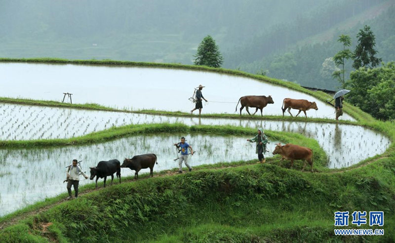 Liping, en Guizhou: "Miles de vacas en una misma granja" muestran la prosperidad de la cultura agrícola