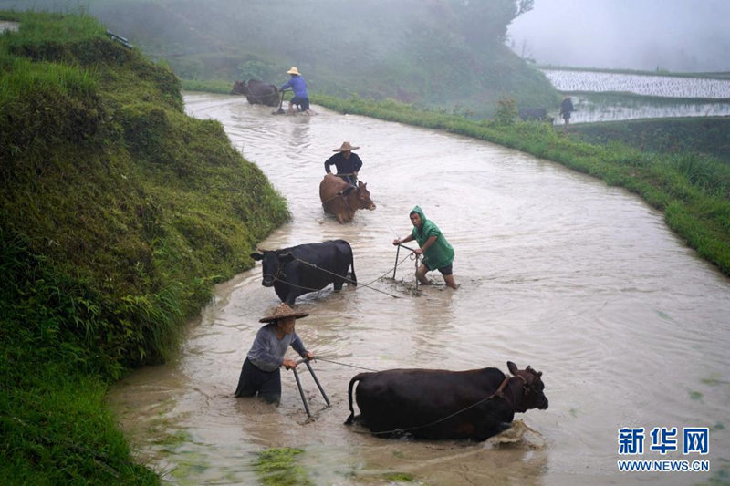 Liping, en Guizhou: "Miles de vacas en una misma granja" muestran la prosperidad de la cultura agrícola