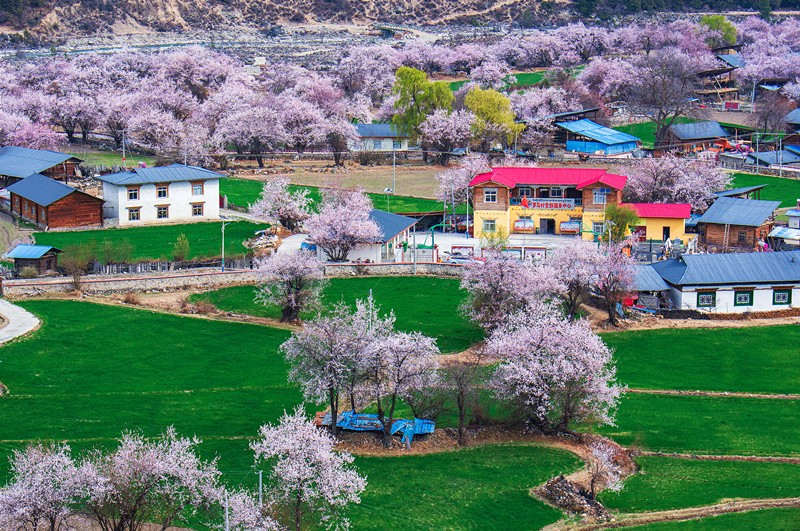 Campo de melocotones en la aldea de Luoma de Zayu, Tíbet. Foto: You Jinhua, Pueblo en Línea