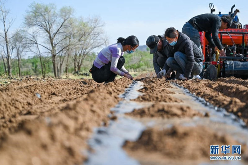 Unas hermanas jóvenes trabajan en el campo para ayudar a su padre enfermo 