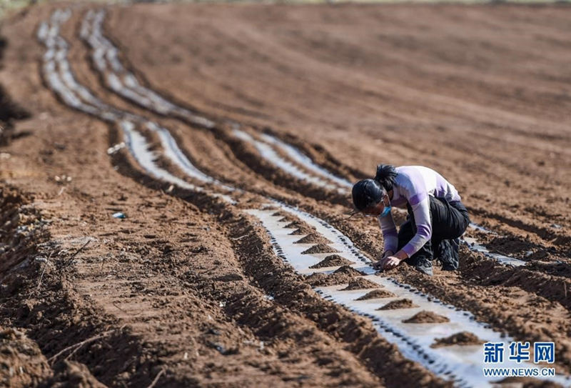 Unas hermanas jóvenes trabajan en el campo para ayudar a su padre enfermo 