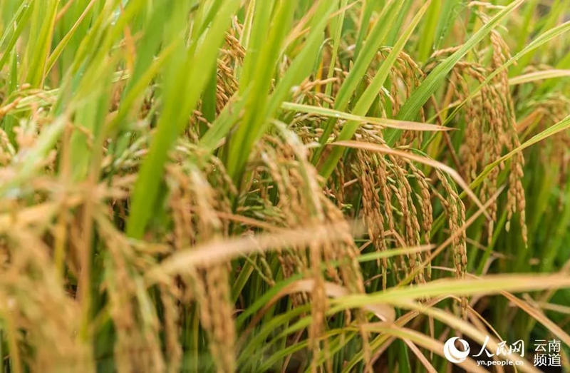 El arroz crece en buen estado. (Foto / Wang Wei)