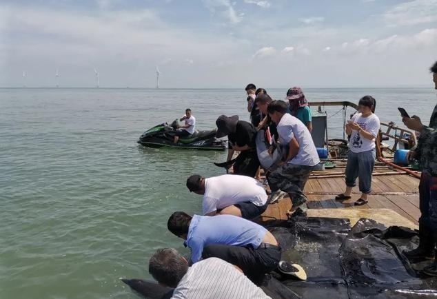 Equipos de rescate ayudan a varios delfines varados a regresar al mar