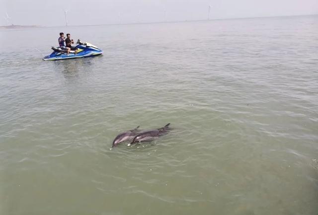 Equipos de rescate ayudan a varios delfines varados a regresar al mar