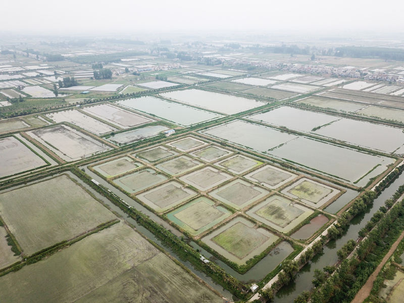 Los empleados procesan cangrejos de río en Hubei Zhongxia Agriculture Technology Co Ltd en la provincia de Hubei, el 9 de junio de 2021. [Foto / Xinhua]