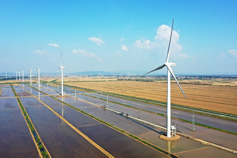 En una base de generación de energía eólica en el condado Susong, en la provincia de Anhui, las turbinas eólicas en los campos de cultivo de cangrejos de río forman un paisaje idílico. (Xu Congjun / Pueblo en Línea)