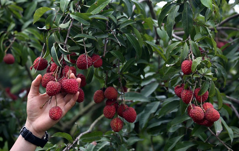 Los trabajadores cosechan la fruta del lichi. [Foto de Zheng Erqi / chinadaily.com.cn]