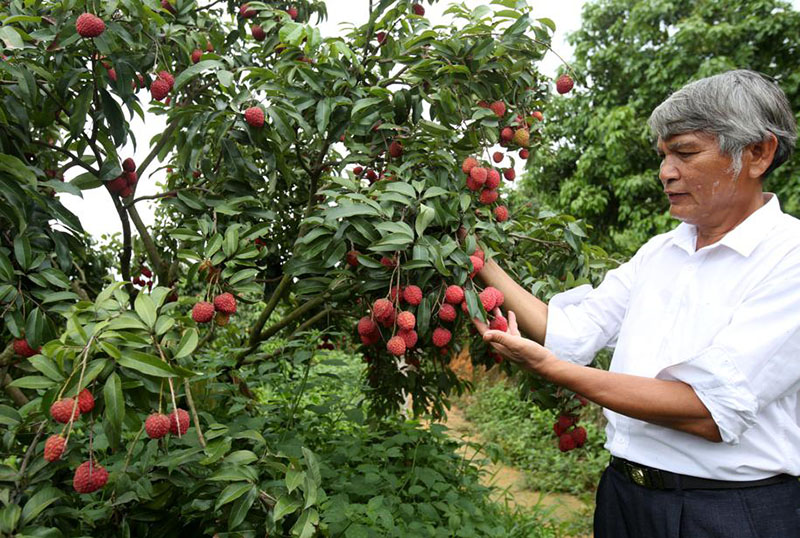 Los trabajadores cosechan la fruta del lichi. [Foto de Zheng Erqi / chinadaily.com.cn]