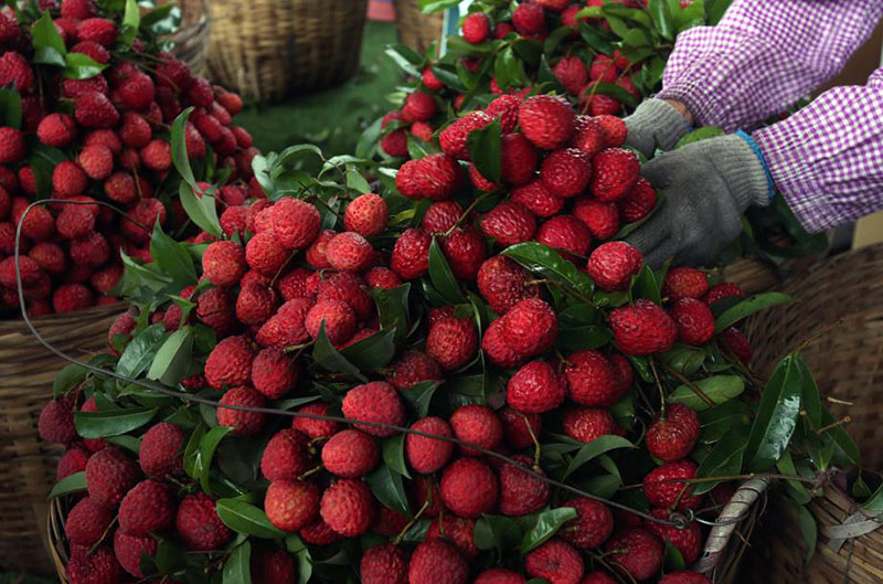 Los trabajadores cosechan la fruta del lichi. [Foto de Zheng Erqi / chinadaily.com.cn]