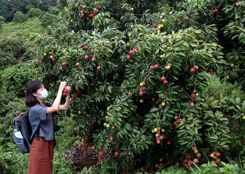 Los trabajadores cosechan la fruta del lichi. [Foto de Zheng Erqi / chinadaily.com.cn]