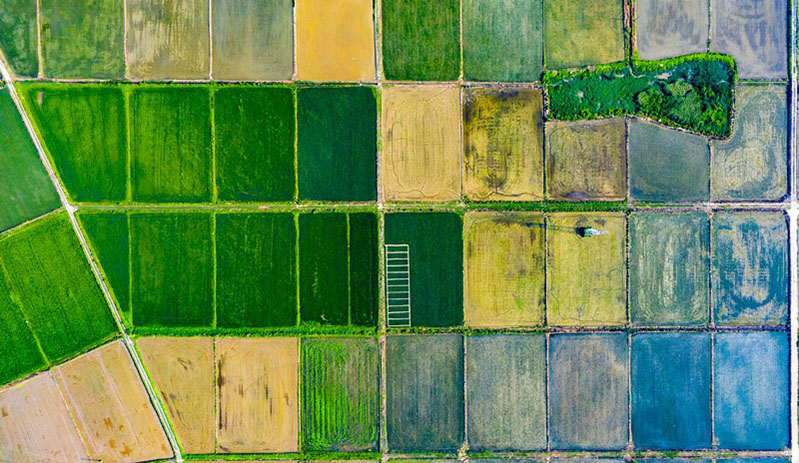 Foto tomada el 22 de junio de 2021 muestra una espléndida vista de los coloridos campos de cultivos oleaginosos y senderos y caminos rurales en el condado Hukou, ciudad de Jiujiang, provincia de Jiangxi en el este de China. (Foto de Zhang Yu / Pueblo en Línea)