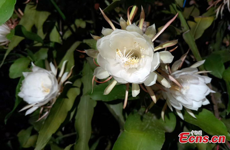 Florece la Reina de la Noche en Chengdu