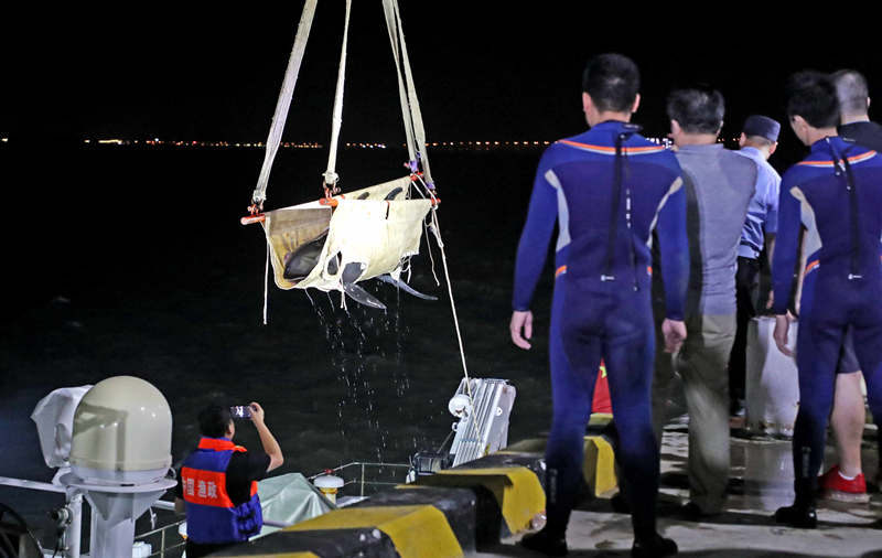 Rescatistas mueven una ballena cabeza de melón antes de devolverla al océano en Taizhou, provincia de Zhejiang, 7 de julio del 2021. [Foto: Pan Kanjun/ China Daily]