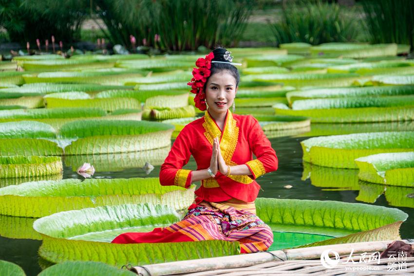 Las hojas del nenúfar Victoria son lo suficientemente grandes como para que una persona pueda sentarse, Xishuangbanna, Yunnan. (Foto: Pueblo en Línea)