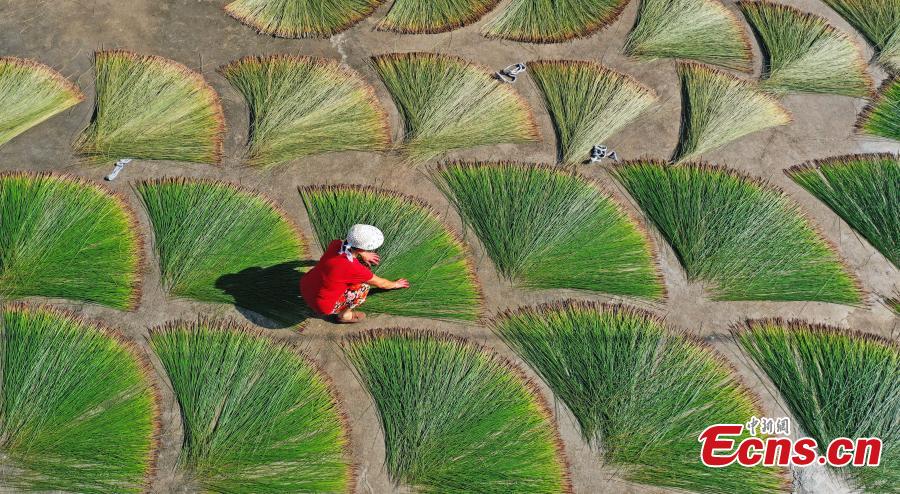 Aldeanos secan hierba tapizante en la aldea Shuanggang,Taizhou, provincia de Zhejiang, 15 de julio del 2021. (Foto: Hua Wenwu)