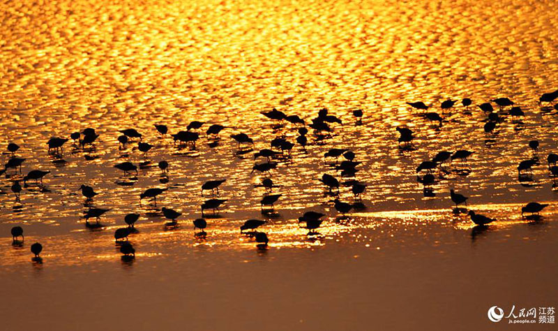 La foto muestra aves descansando en el humedal de Tiaozini, el área central del sitio que forma este Patrimonio Mundial, el hábitat de aves migratorias del mar Amarillo (Bohai) en Dongtai, una ciudad a nivel de condado en la provincia de Jiangsu, en el este de China. (Foto / Dong Xuan)