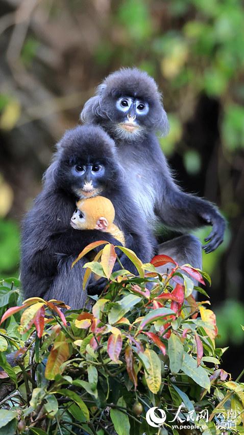 Protección de monos raros y ecoturismo aumenta ingresos de aldeanos en Shuijing