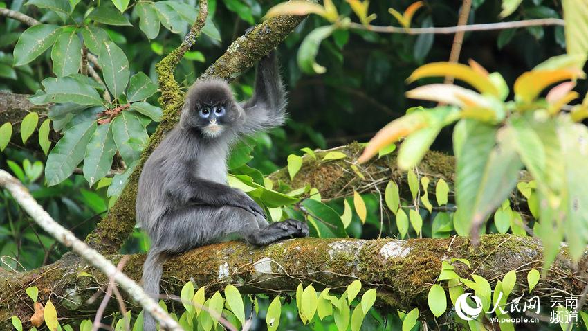 Protección de monos raros y ecoturismo aumenta ingresos de aldeanos en Shuijing