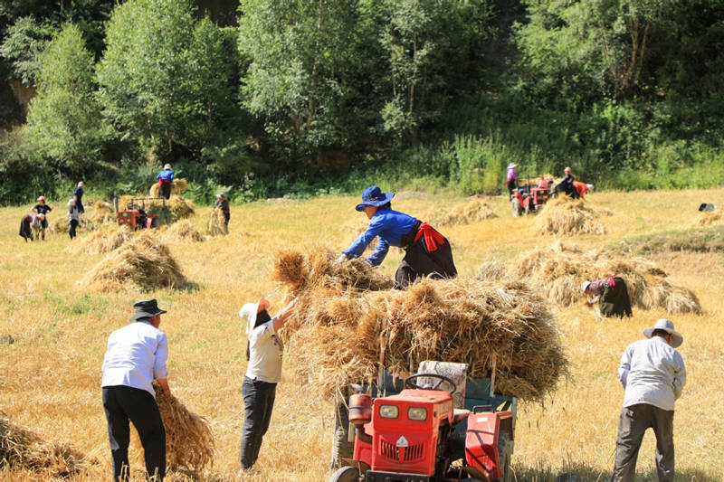 Agricultores han estado ocupados cosechando trigo de invierno en el condado de Diebu de la provincia de Gansu. [Foto: Wei Dezhan/ China Daily]