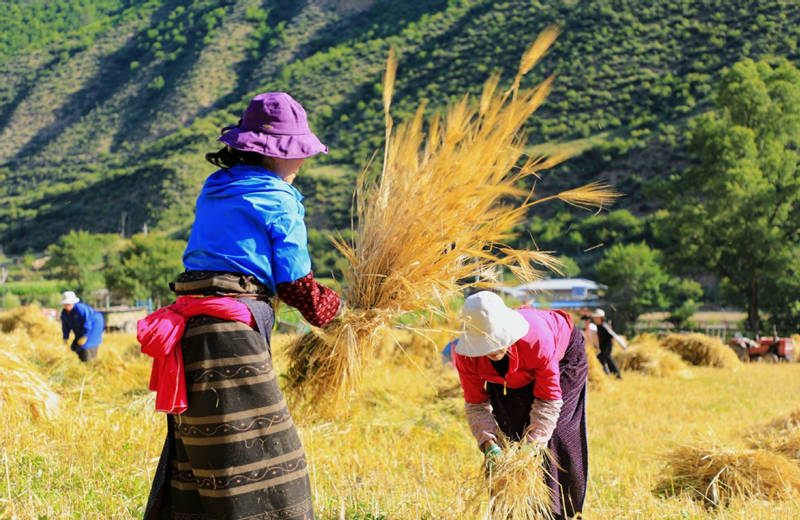 Agricultores han estado ocupados cosechando trigo de invierno en el condado de Diebu de la provincia de Gansu. [Foto: Wei Dezhan/ China Daily]
