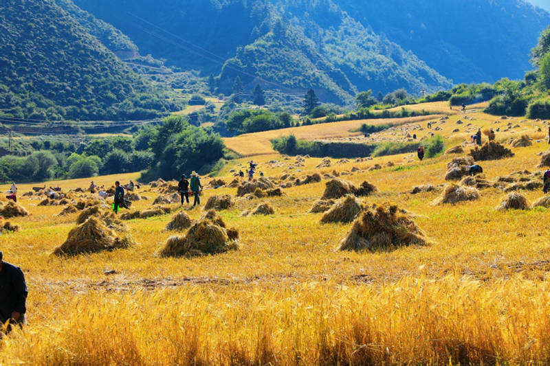 Agricultor cosecha trigo de invierno en Diebu, provincia de Gansu. [Foto: Wei Dezhan/ China Daily]