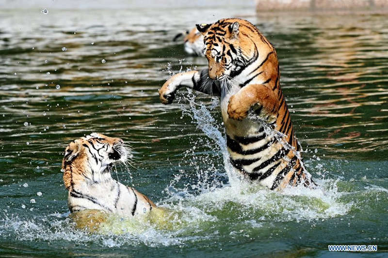 Tigres siberianos a buen recaudo en un parque forestal de Heilongjiang