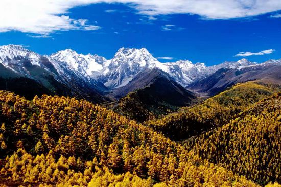 Mono dorado de Yunnan, el "elfo de las montañas nevadas" 