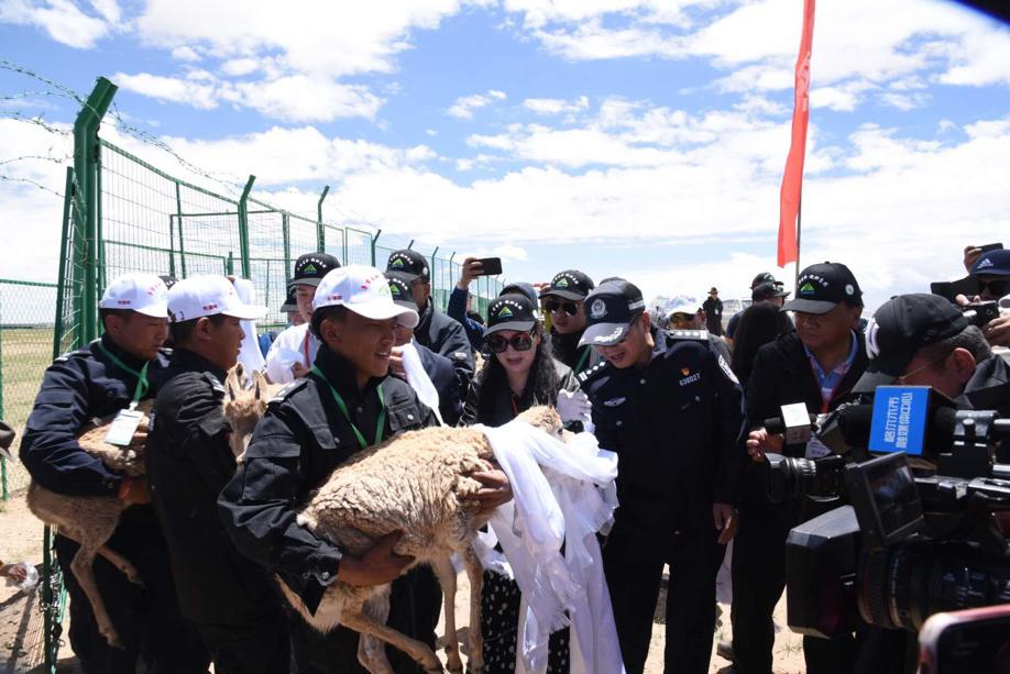 Cinco antílopes tibetanos son liberados en la naturaleza en un centro de rescate de la Estación de Protección Sonam Dargye en Hoh Xil, provincia de Qinghai, 7 de julio del 2021. [Foto: proporcionada a China Daily]