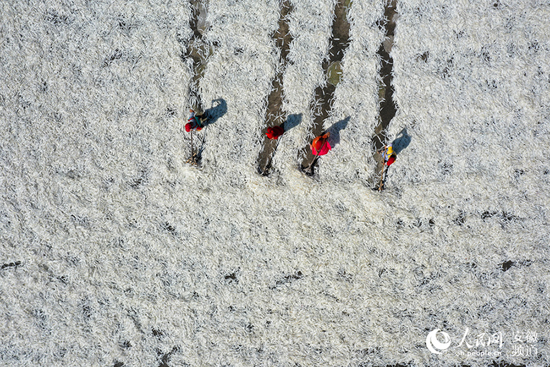 Los trabajadores secan las plumas de pato utilizadas para hacer volantes de bádminton en una fábrica en el municipio de Ganchahe, condado Shucheng de la provincia de Anhui, en el este de China. (Pueblo en Línea / Zhang Jun)