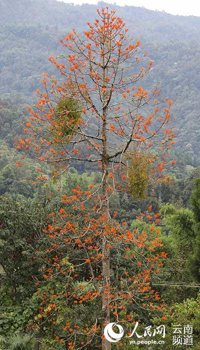 Descubren en Yunnan cuatro comunidades de una planta en peligro de extinción