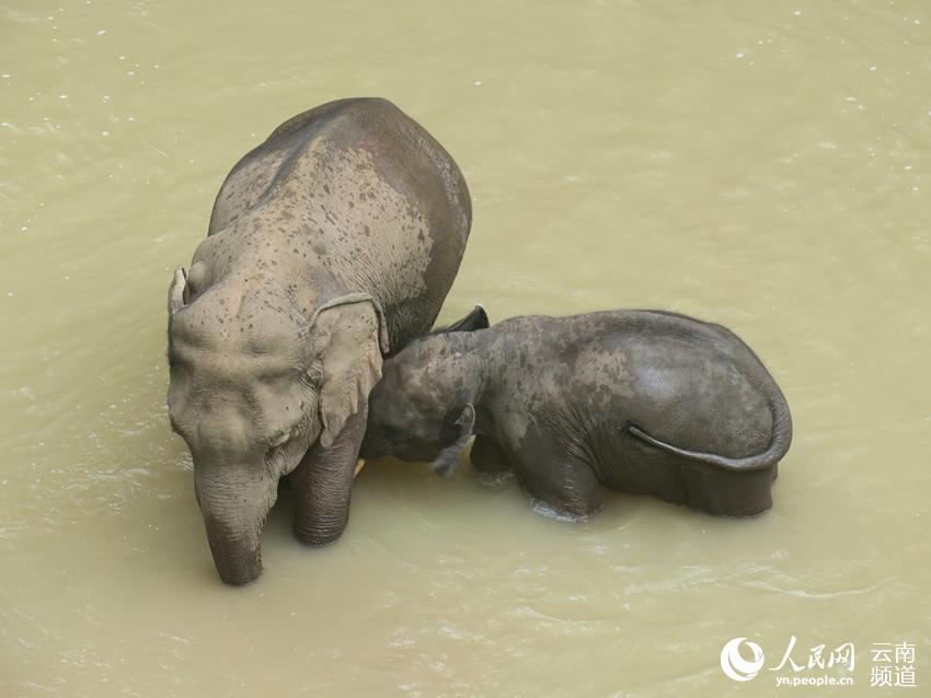 Historias de elefantes asiáticos salvajes en Yunnan 