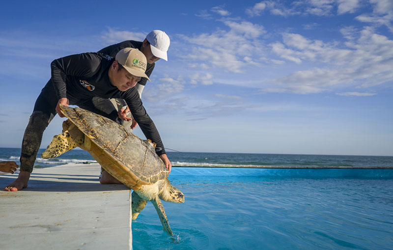 Los miembros del personal devuelven una tortuga marina al mar en el condado autónomo Li de Lingshui, en la provincia de Hainan, en el sur de China. (Foto / Liu Sunmou)