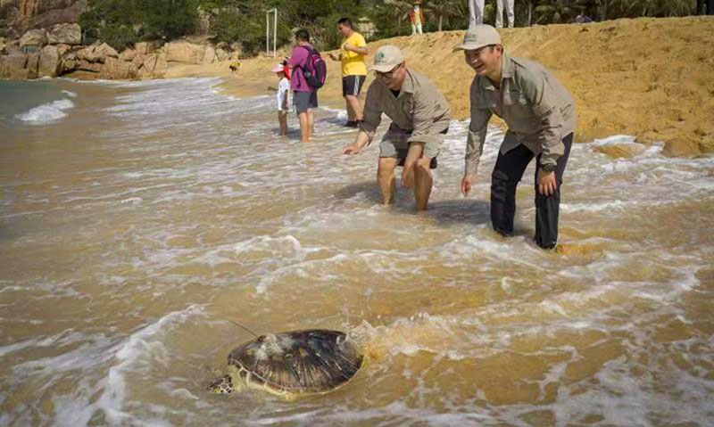 Los miembros del personal devuelven una tortuga marina al mar en el condado autónomo Li de Lingshui, en la provincia de Hainan, en el sur de China. (Foto / Liu Sunmou)