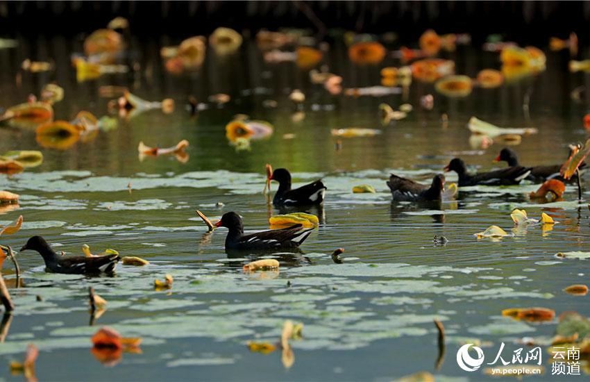 67 tipos de aves acuáticas te ofrecen la bienvenida en Tengchong