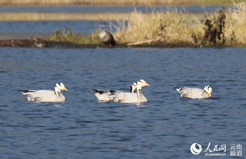 67 tipos de aves acuáticas te ofrecen la bienvenida en Tengchong