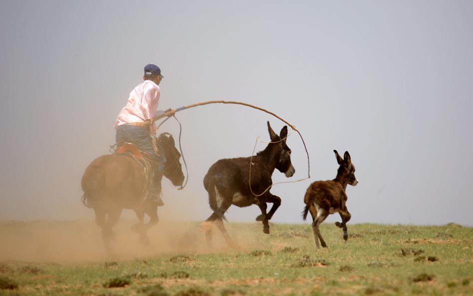 El tradicional tiro del lazo mongol busca atrapar un impredecible invitado