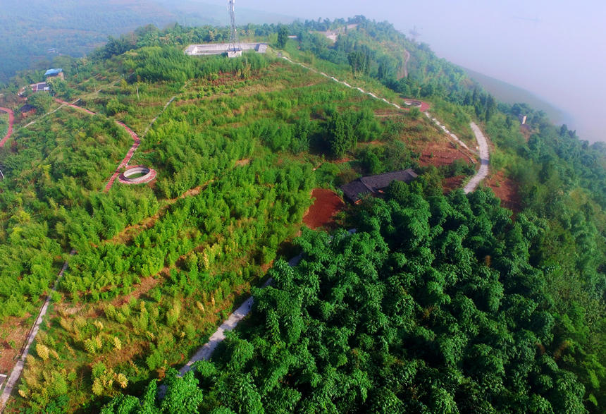 Bosques de bambú en la aldea Zhiping de Chongqing. (Foto: Huang He)