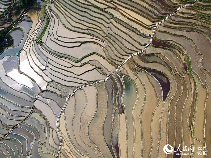 La foto muestra los campos en terrazas Hani en la montaña Wuzhishan, el condado Yuanyang de la prefectura autónoma Yi y Hani de Honghe, en la provincia de Yunnan, en el suroeste de China. (Foto / Luo Jianguo)