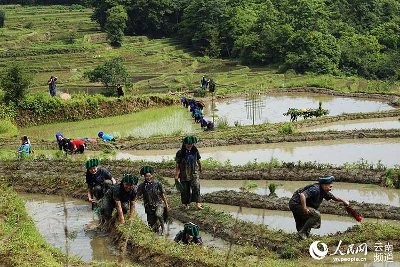 Personas de diferentes grupos étnicos trasplantan plántulas de arroz a través de los campos en terrazas en el condado de Yuanyang de la prefectura autónoma de Honghe Hani y Yi, en la provincia de Yunnan, en el suroeste de China. (Foto cortesía del centro integral de medios del condado de Yuanyang)