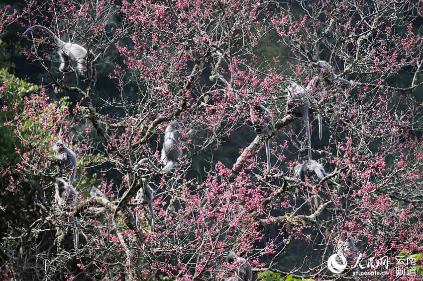 Más de 2000 ejemplares de monos de hoja de Phayre disfrutan de su hábitat ideal en Yunnan