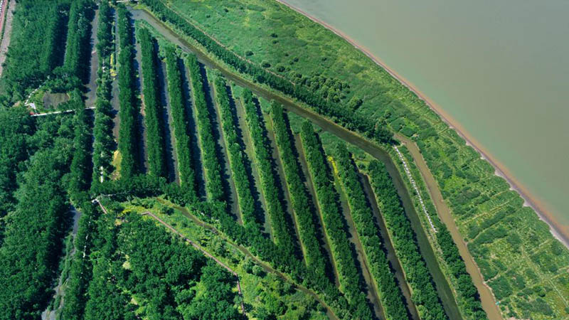 Un bosque popular creado por el hombre en la orilla oriental del río Yangtze en Ma'anshan, provincia de Anhui. [Foto proporcionada a chinadaily.com.cn]