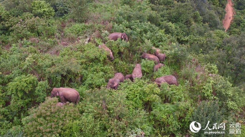 Inolvidables momentos de la caminata de los famosos elefantes asiáticos de Yunnan
