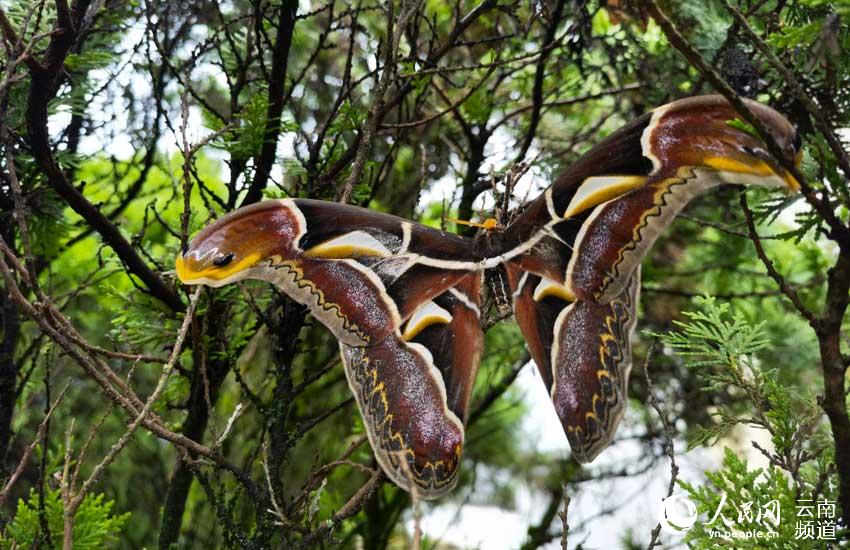 Espectaculares imágenes de unas alas de mariposa con aspecto de cabezas de serpientes