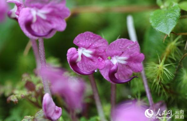 La Pedicularis humilis florece en Yunnan