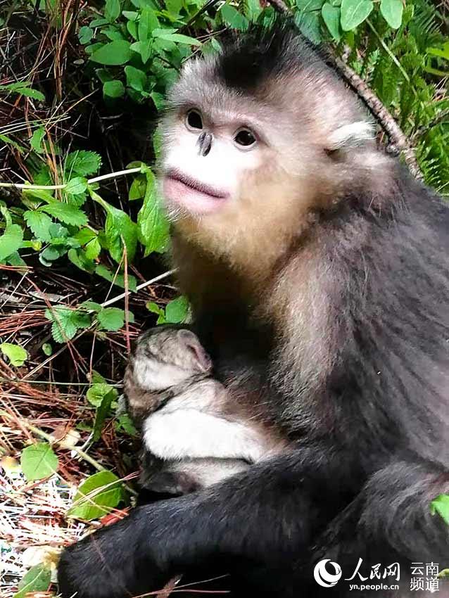 Nace un mono de nariz chata de Yunnan en una reserva natural 